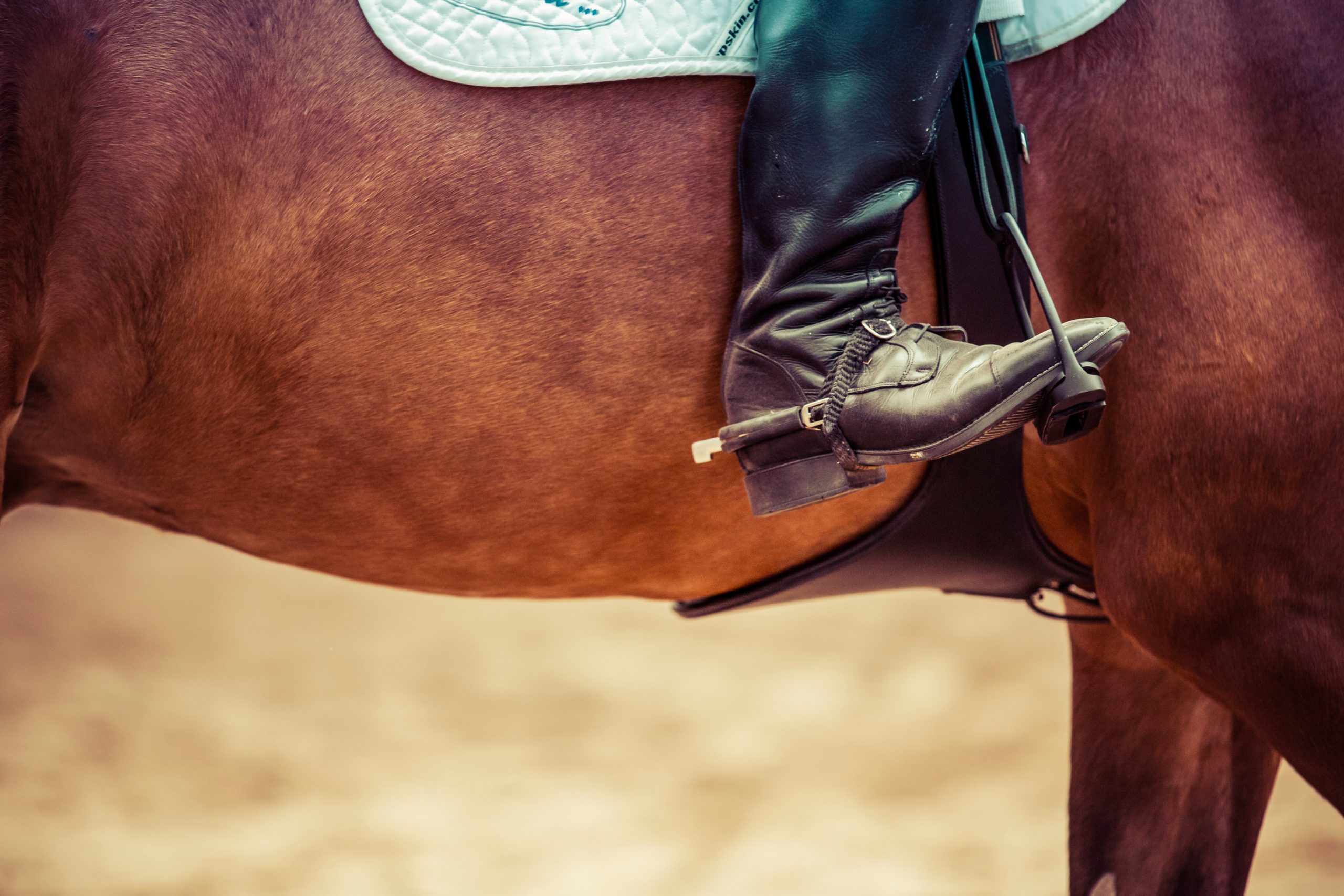 How to Choose the Best Horseback Riding Place?